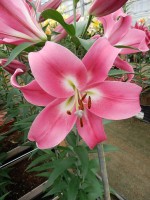 [5204 Labrador Mak No02.JPG]